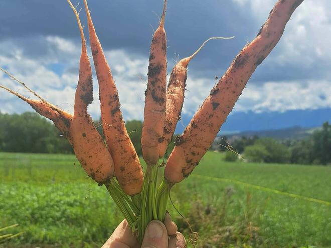 tschegg-in_karotten2560.jpeg tschegg-in_karotten2560.jpeg